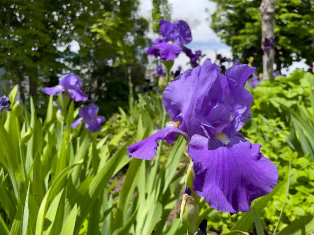 bright purple iris flowers stand up above the leaves and reach for the blue sky