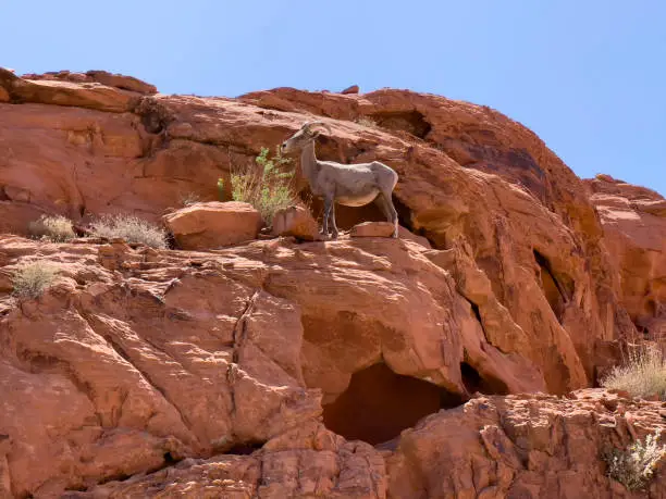 Long-horn sheep on the top ridge of red sandstone cliff rock eating sagebrush