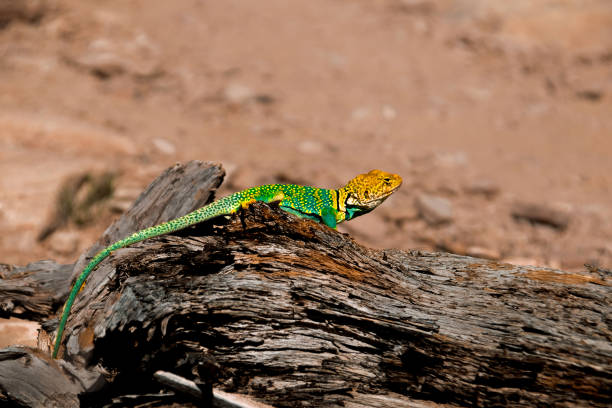 ошейниковая ящерица загорает в высокой пустыне - lizard collared lizard reptile animal стоковые фото и изображения