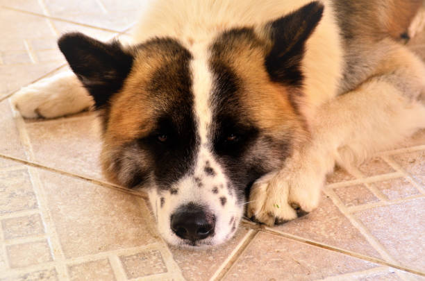 Akita Inu resting on the ground on hot day