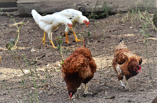 istock Several Gallus gallus domesticus ciscando in the backyard 1333301870