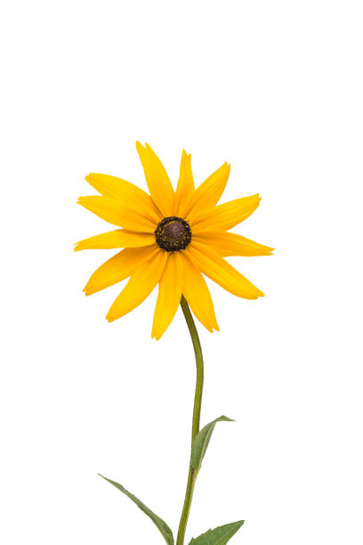 istock Bright beautiful yellow flower with a stem isolated on a white background. 1333302988