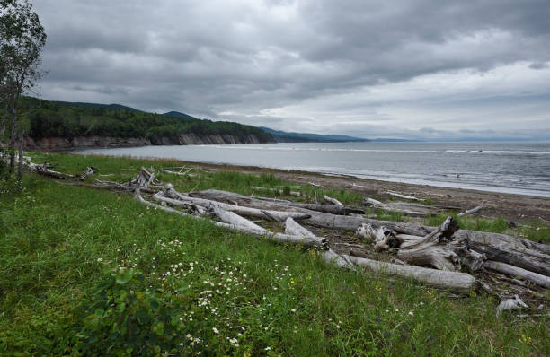 istock Driftwood on the beach 1333303125