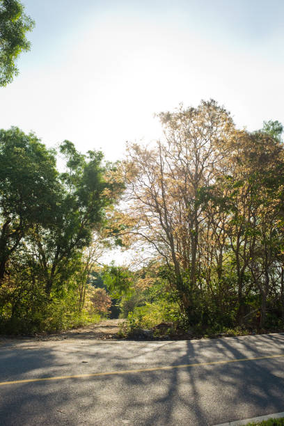 istock The road with tree along and sunlight 1333307760
