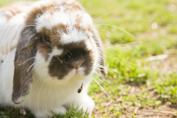 istock A close up of a cute bunny sitting on the grass 1333307805