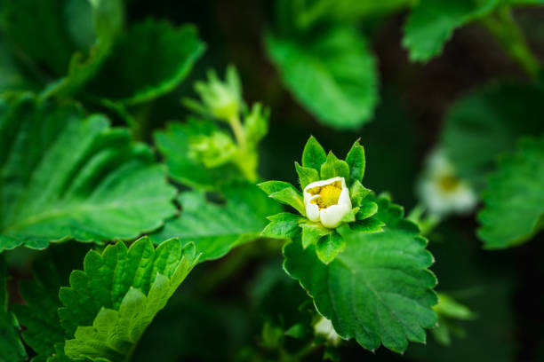 Blooming strawberry plant in the garden. Selective focus.