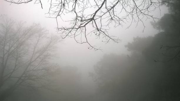 istock Foggy landscape, low light in the forest 1333309417