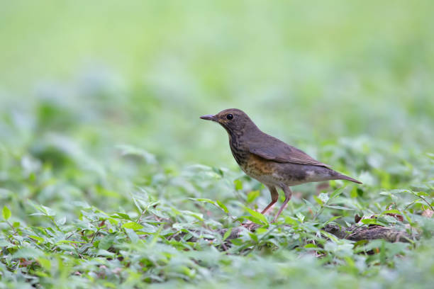 istock A female Japanese Thrush on the ground 1333309514