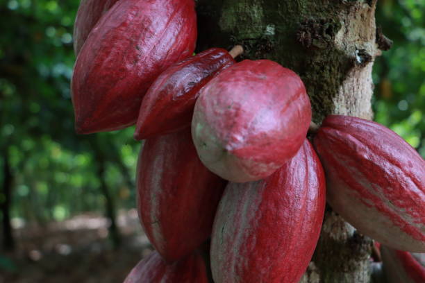 istock Cocoa Pods growing healthy on cocoa tree with Abundant pods 1333309530