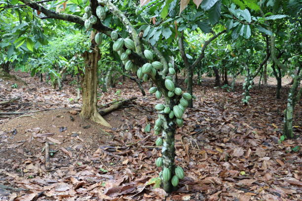 istock Cocoa Pods growing healthy on cocoa tree with Abundant pods 1333309540