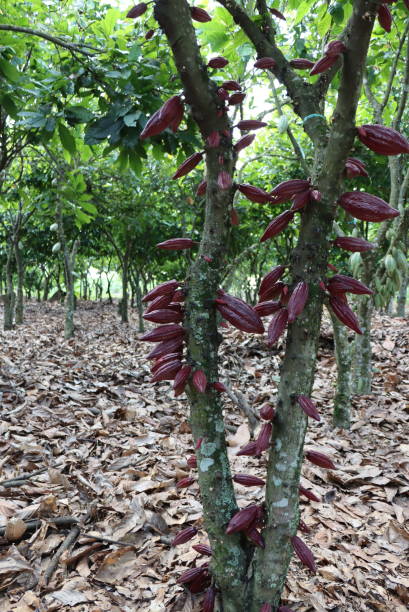 istock Cocoa Pods growing healthy on cocoa tree with Abundant pods 1333309558