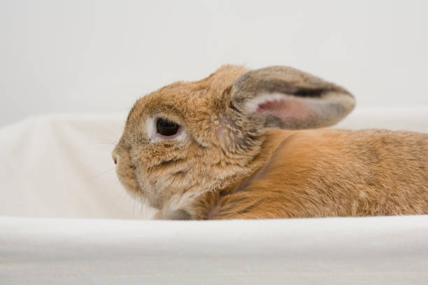 istock A close up of a brown rabbit sitting on the basket 1333309576