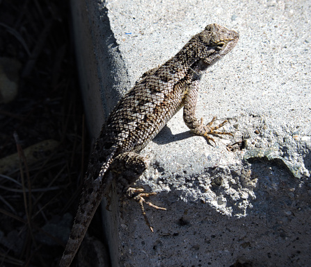 Sauromalus ater, also known as the common chuckwalla, is a species of lizard in the family Iguanidae. It inhabits the Sonoran and Mojave Deserts of the Southwestern United States. The Alabama Hills are a range of hills and rock formations near the eastern slope of the Sierra Nevada in the Owens Valley, west of Lone Pine in Inyo County, California.