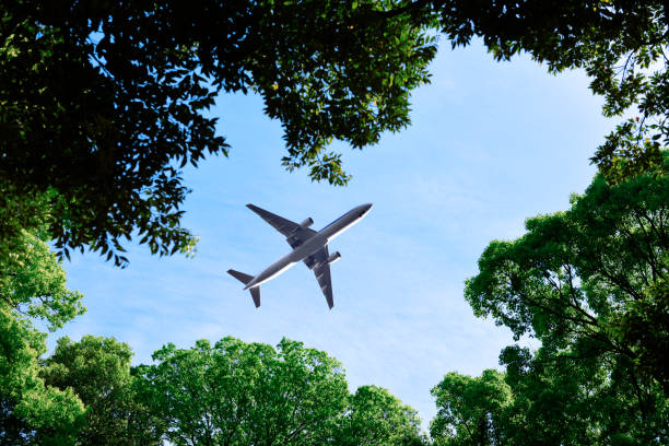 나무 꼭대기의 자연 프레임 위에 비행 비행기를 찾고. - treetop tree sky blue 뉴스 사진 이미지