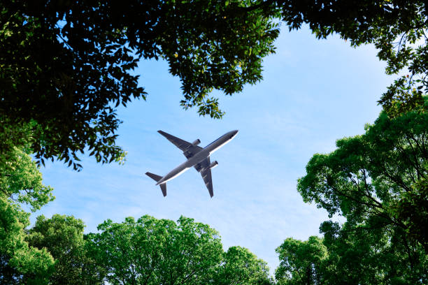 Looking up flying airplane over the natural frame of treetops against blue sky.