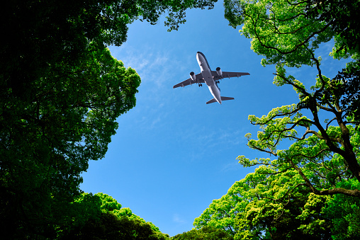 Looking up flying airplane over the natural frame of treetops against blue sky.