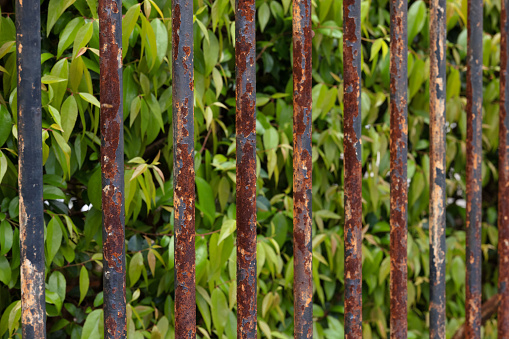 Old rusty iron bars with shrubs behind.