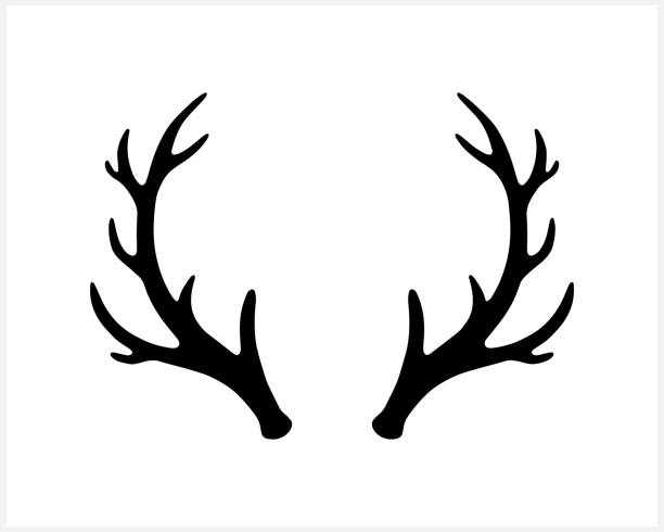 illustrations, cliparts, dessins animés et icônes de bois wapiti ou icône de cerf isolé sur blanc. silhouette symbole de noël. pochoir de noël. illustration de stock vectoriel. spe 10 - horned