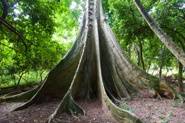 istock Old tree large Ficus albipila tree on the nature forest, Big tree trunk 1333316847