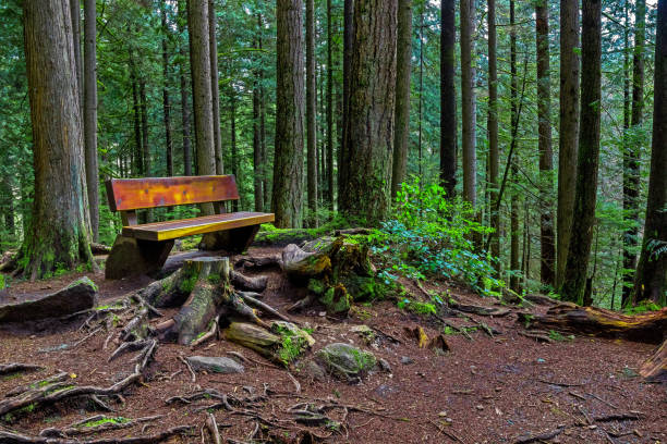 The Bench at the Forest Trail