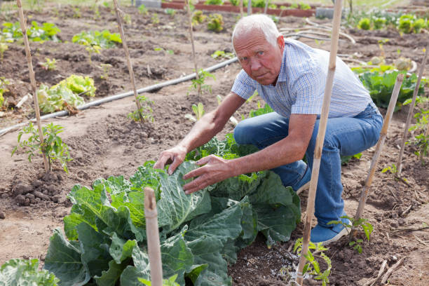 istock Senior man growing cabbage at farm 1333319244