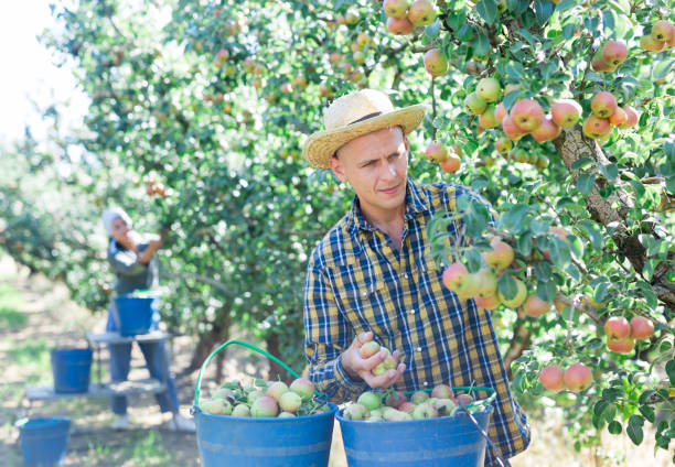 istock Man farmer harvesting ripe pears from tree in garden 1333319484