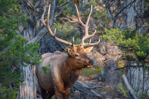 istock Grand Canyon elk 1333321018
