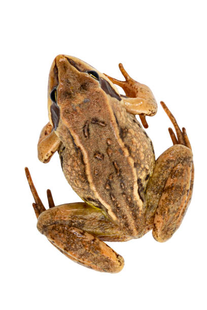 istock Common American wild frog close-up on white isolated, top view. 1333321101
