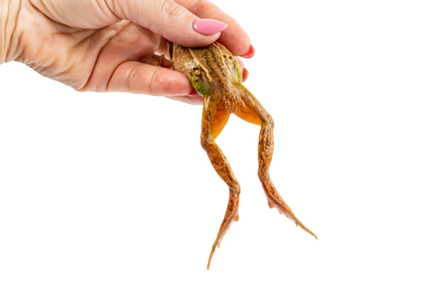 frog legs hanging from female hand on white isolated - wakening imagens e fotografias de stock