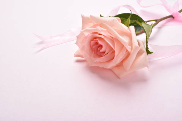istock Festive background for an invitation. A rose with a place for text. 1333321333