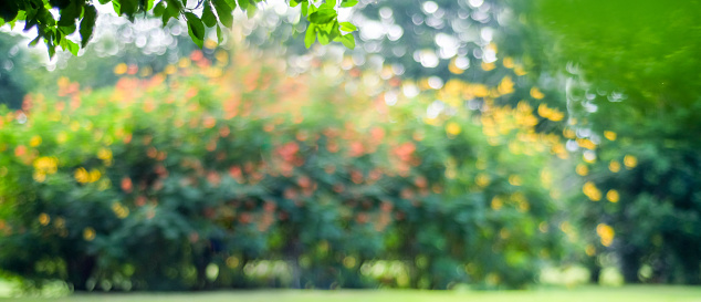 Blurred garden in spring nature outdoor background, Blur green tree park in summer background, banner, Defocus spring foliage countryside with abstrct bokeh light wallpaper, poster