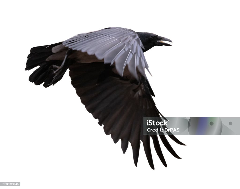 dark large grey crow on white flying grey crow isolated on white background Raven - Bird Stock Photo