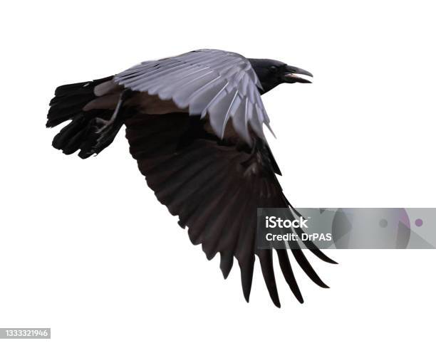 Dark Large Grey Crow On White Stock Photo - Download Image Now - Raven - Bird, Flying, Crow - Bird