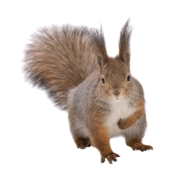 istock sitting winter squirrel isolated on white 1333321978