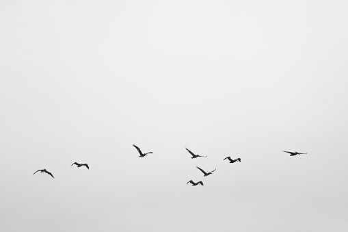 Black and white photo of birds flying in formation.