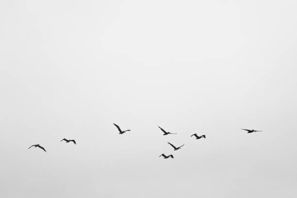 Birds Flying in Formation Black and white photo of birds flying in formation. birds flying in v formation stock pictures, royalty-free photos & images