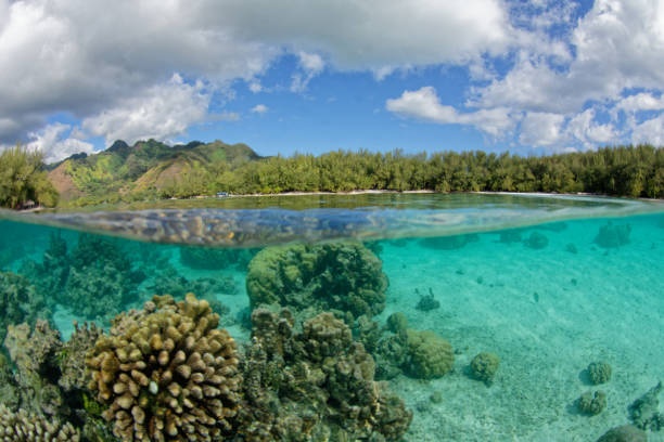 istock lagoon of moorea 1333322790