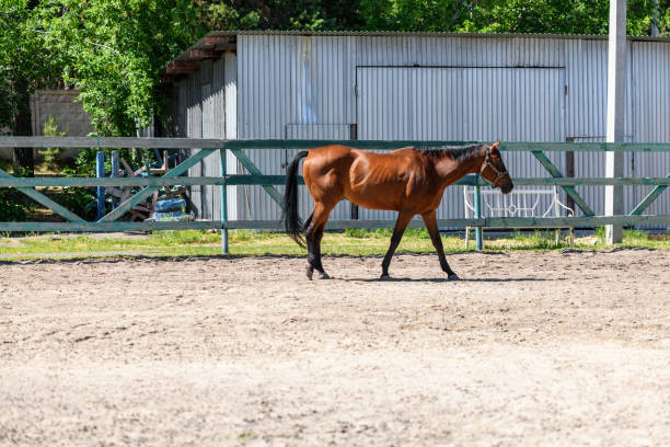 istock Brown horse walks through the ranch 1333322822
