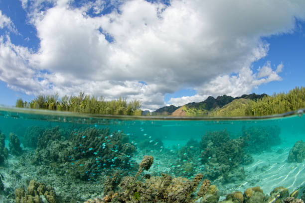 istock lagoon of moorea 1333323250
