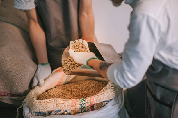 z bliska azjatycki chiński właściciel firmy i pracownik zbierający kontrolę surowego ziarna kawy w worku przygotowującym do procesu pieczenia - coffee sack bag warehouse zdjęcia i obrazy z banku zdjęć