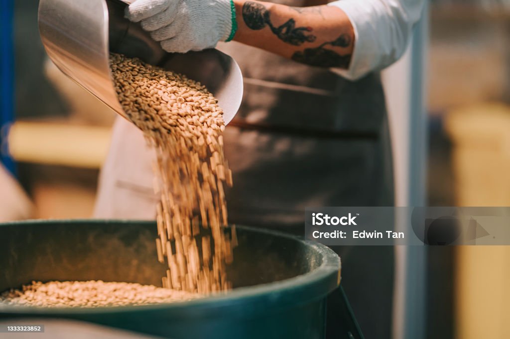 asian chinese working senior man scooping raw coffee beans from bucket to weighing machine and blending it for coffee roasting process in factory warehouse Agriculture Stock Photo