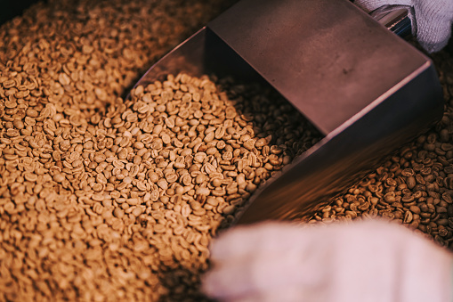 close up Asian chinese business owner and worker scooping checking on raw coffee bean in sack preparing for roasting process