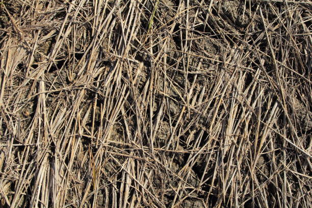 istock dry grass on the ground 1333324312