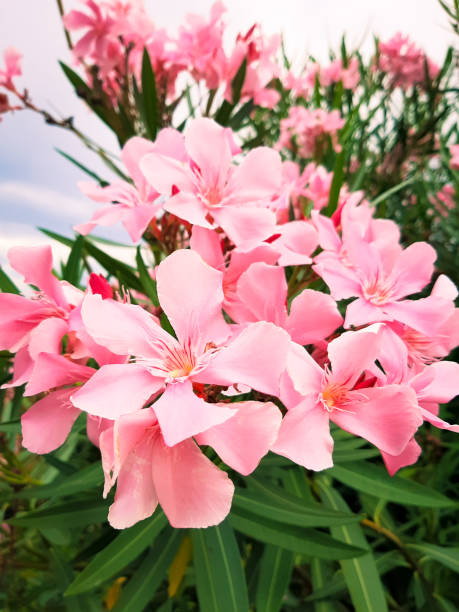 istock Abstract bright pink flowers background 1333325417