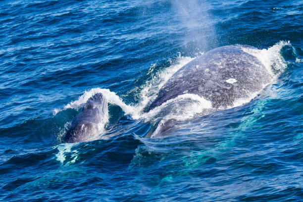 istock Humpback whales Mother, Calf and Escort 1333325531
