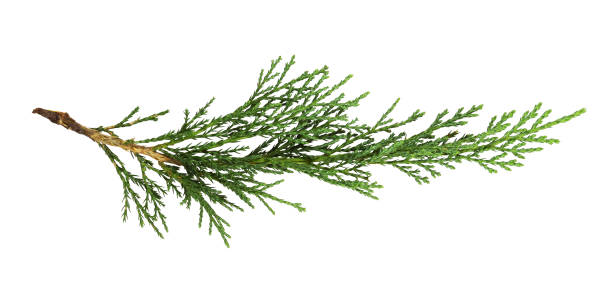 istock Green thuja twig isolated 1333326664