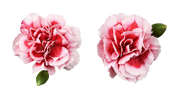 Set of red and white carnation flowers isolated on white. Top view.