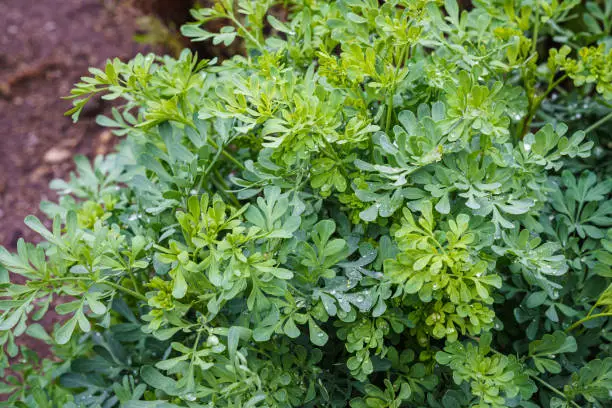 Common rue or herb of grace (Ruta graveolens) herbal plant in the garden. Medicinal herb.