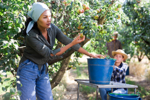 istock Female farmer picking ripe pears in orchard 1333326991