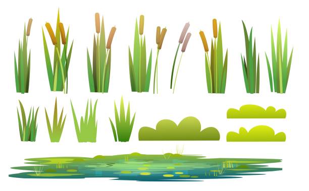 Set of plants and a objects. Grass, shrubs, reeds and cattails. Small swamp, pond, lake or puddle. Isolated on white background. Miltic design flat style. Illustration vector Set of plants and a objects. Grass, shrubs, reeds and cattails. Small swamp, pond, lake or puddle. Isolated on white background. Miltic design flat style. Illustration vector riverbank stock illustrations